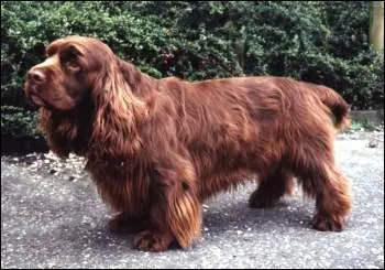 Quelle est cette race ?