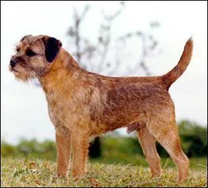 Quelle est cette race ?