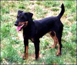 Quelle est cette race ?