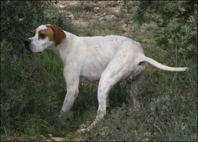 Quelle est cette race ?