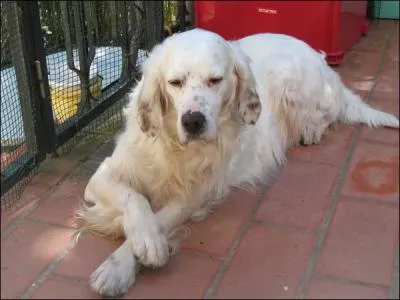 Quelle est cette race ?