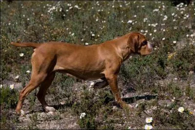 Quelle est cette race ?