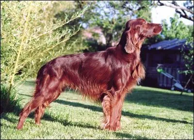 Quelle est cette race ?