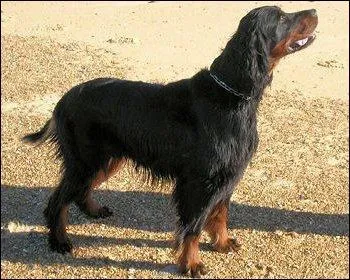 Quelle est cette race ?