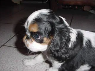 Quelle est cette race ?