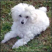 Quelle est cette race ?