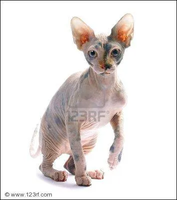 Quelle est cette race ?