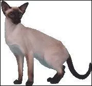 Quelle est cette race ?