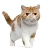 Quelle est cette race ?