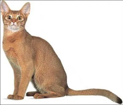 Quelle est cette race ?