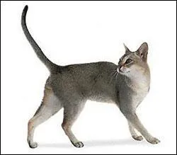 Quelle est cette race ?