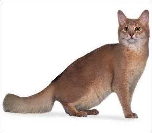 Quelle est cette race ?