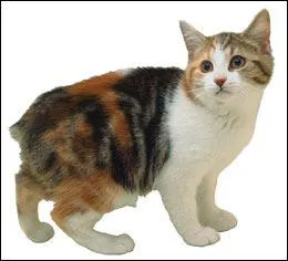 Quelle est cette race ?