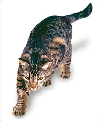 Quelle est cette race ?