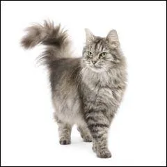 Quelle est cette race ?