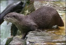 Cet animal la loutre fut reconnue dans un fossile de 30 millions d'annes