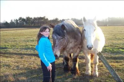 Comment s'appellent les pieds du cheval ?
