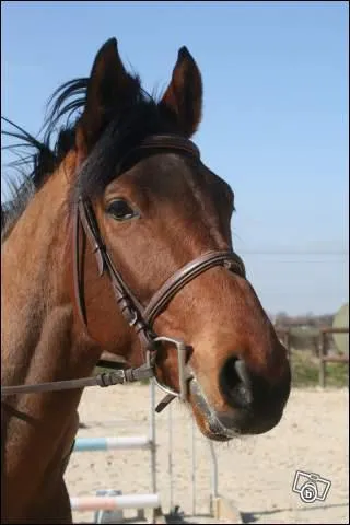 Quelle est cette race de chevaux ?