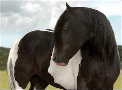 Quelle est cette race de chevaux ?