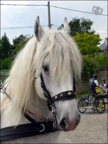 Quelle est cette race de chevaux ?