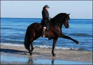 Quelle est cette figure ?