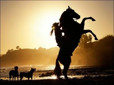 Quelle est cette figure ?