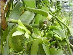 Avec 2400 tonnes en 2004, quel est le pays le plus gros producteur de vanille ?