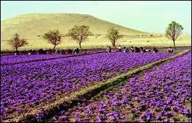 Combien de fleurs sont ncessaires  l'obtention d'1 kg de safran sec ?