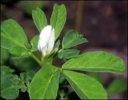 Dans la composition de quel produit trouve-t-on le fenugrec ?