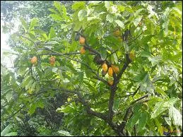 Le cacao peut tre considr comme une pice car il est utilis dans la cuisine :