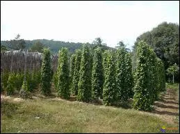 De quel pays est originaire le poivre ?