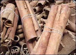 De quelle partie du cannelier est extraite la cannelle ?