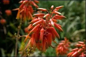 De quel pays nous vient le giroflier, l'arbre qui produit le clou de girofle ?