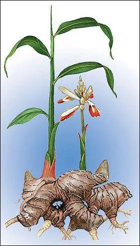 Quelles vertus prte-t-on au gingembre ?