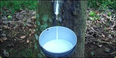 Quel pays est le premier producteur de caoutchouc du monde ?