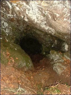 L'ours brun hiberne en hiver.