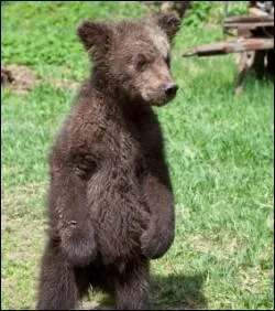 La mortalit des oursons est trs forte.