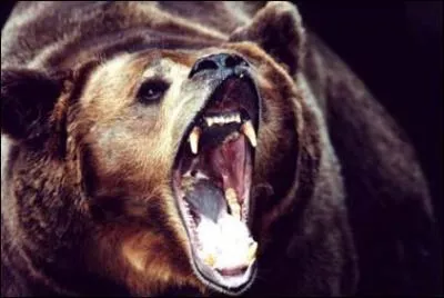 L'ours brun n'est jamais prdateur.