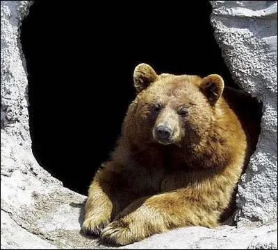 L'ours brun est un solitaire.