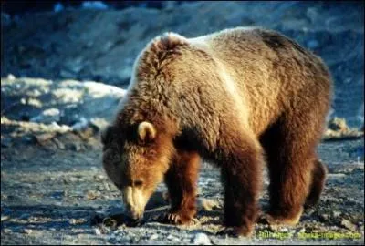 Quelle est l'alimentation de l'ours brun ?