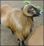 Quel est cet animal ?