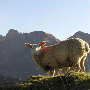 Quel est cet animal ?