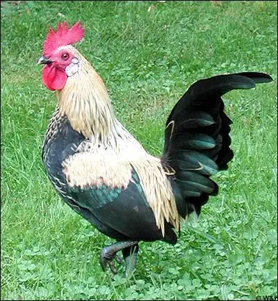 Quel est cet animal ?