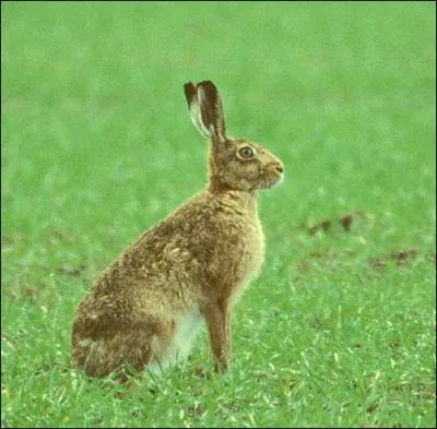 Quel est cet animal ?