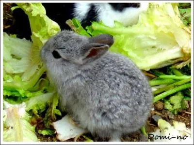 Quel est cet animal ?