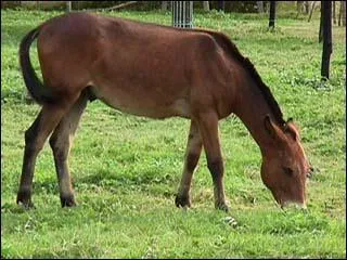 Quel est cet animal ?