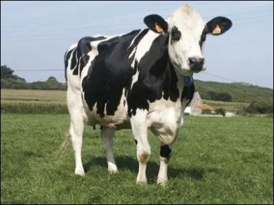 Quel est cet animal ?