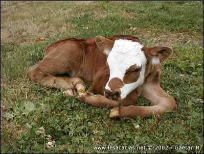 Quel est cet animal ?