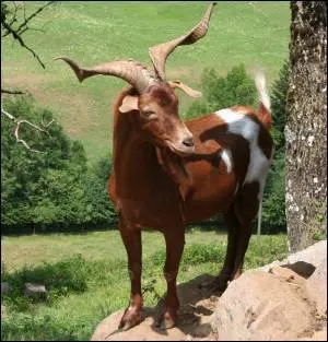 Quel est cet animal ?