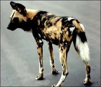 Quel est cet animal ?